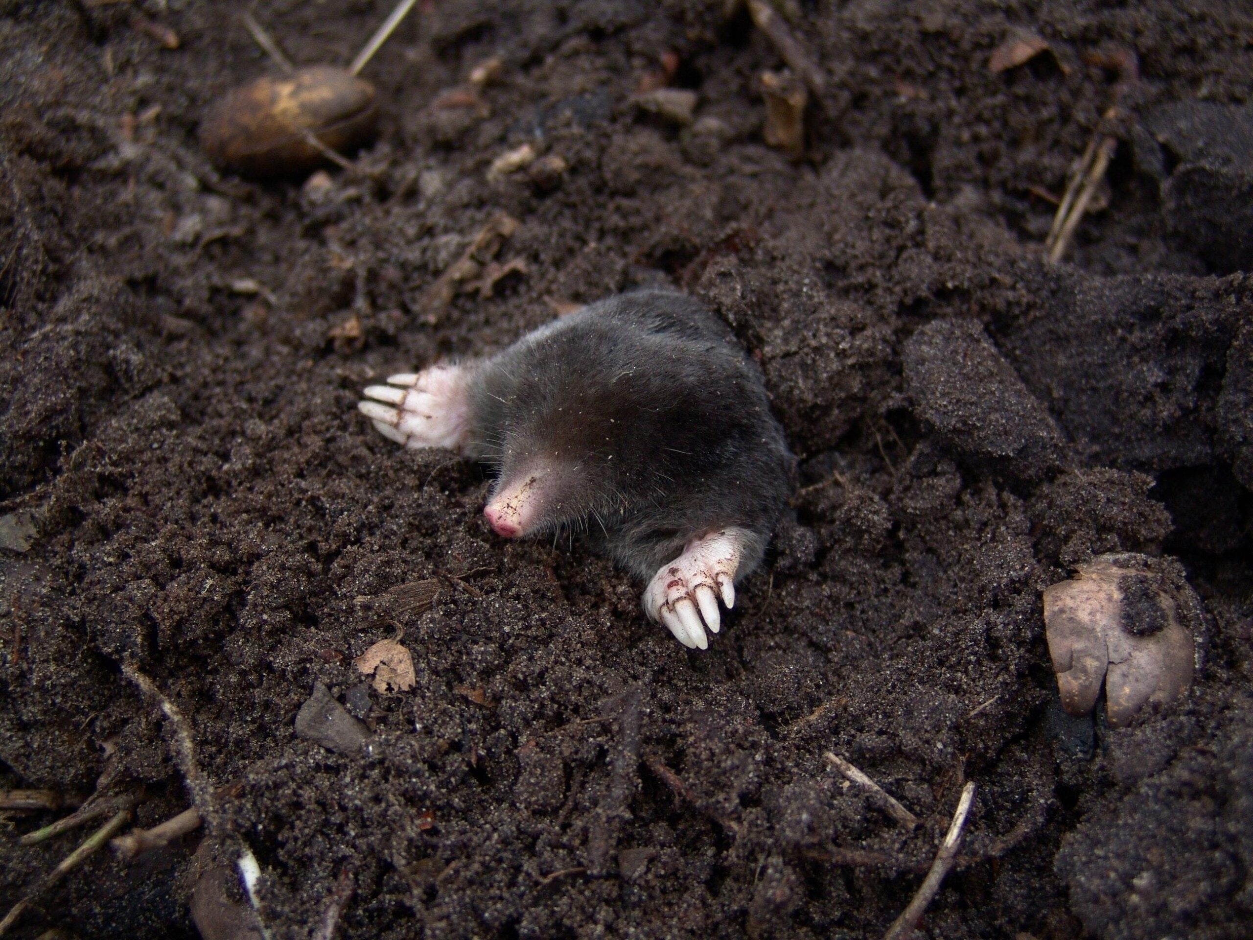 Black Mole in Black Soil · Free Stock Photo