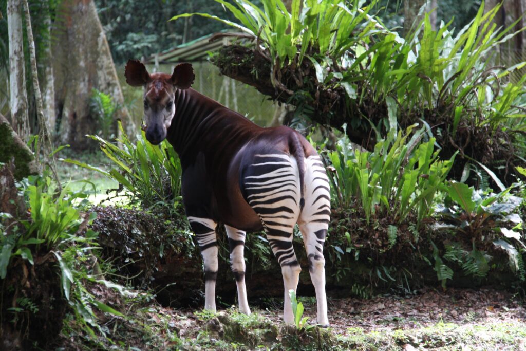 Best Okapi Backgrounds on HipWallpapers