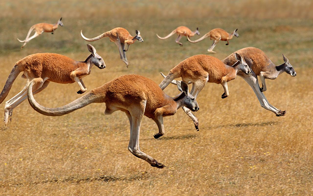 Wallpapers Kangaroo Running Animals