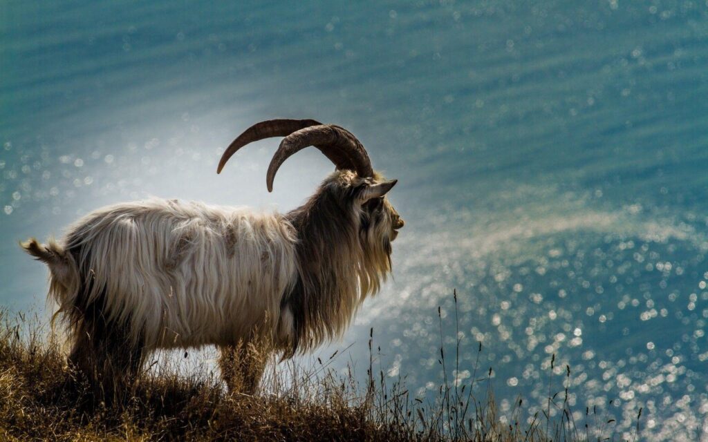 Goat wallpapers – wallpapers free download
