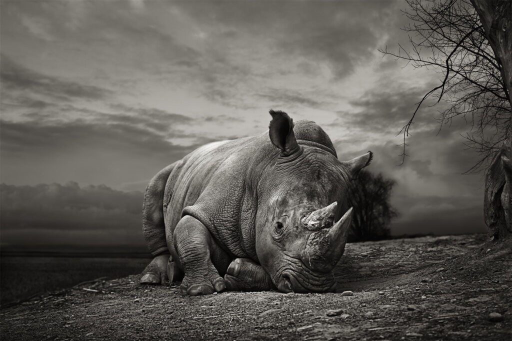 White Rhino by Thomas Marasco on px