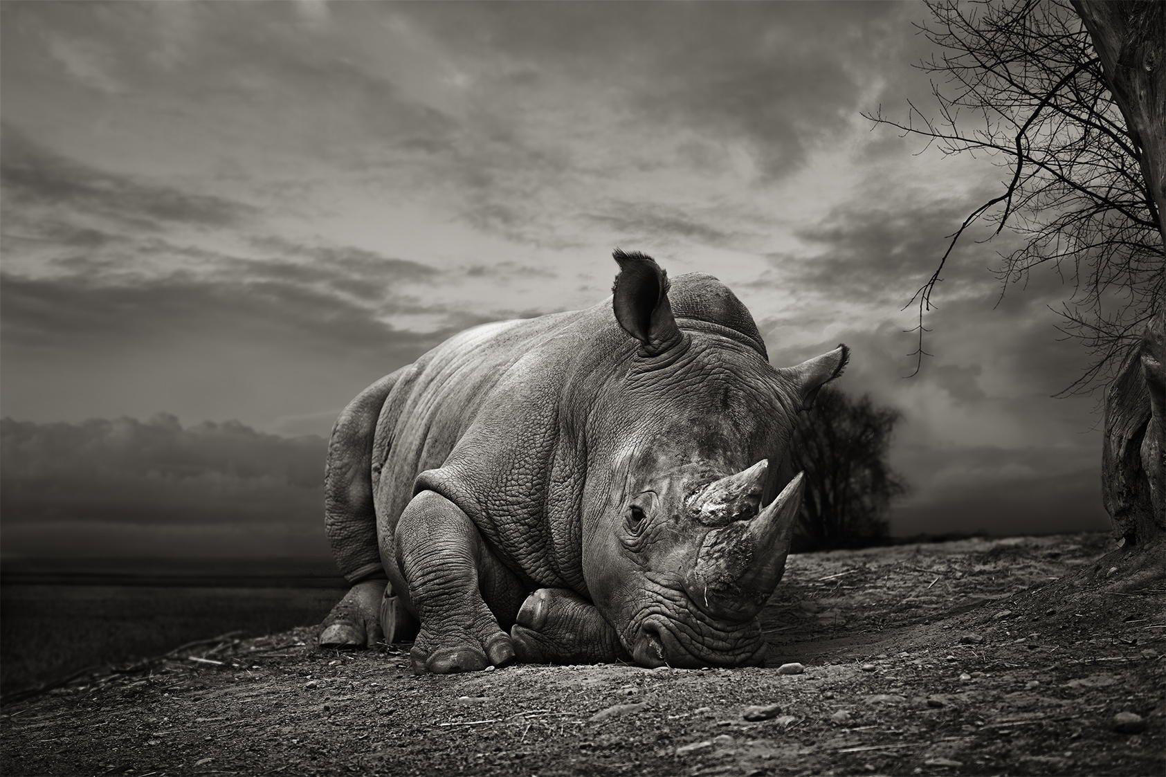 White Rhino by Thomas Marasco on px
