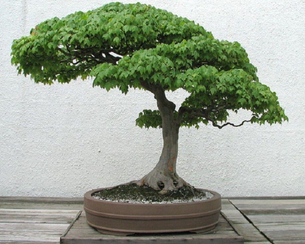 Bonsai Tree Wallpapers and Backgrounds