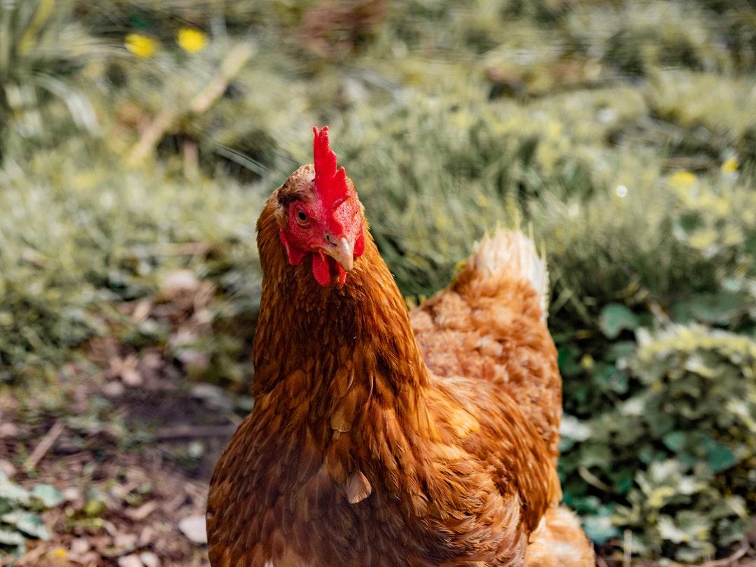 Hen Pictures HD