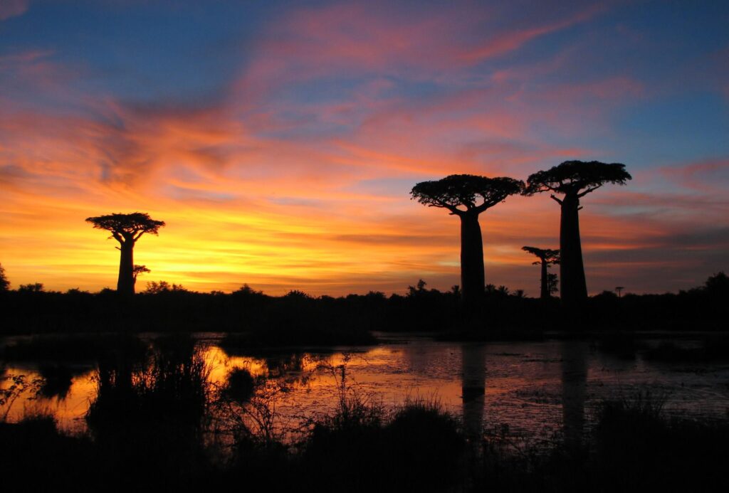 Baobab Avenue Tour Antananarivo, Antananarivo Province, Madagascar