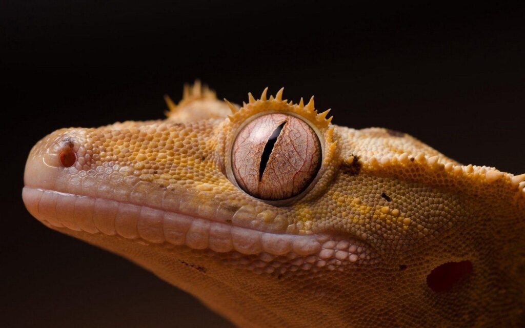 Free Gecko Wallpapers