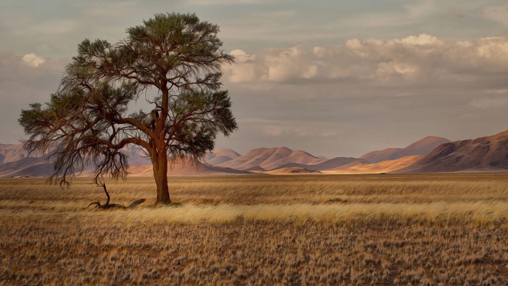 Wallpapers Namibia Nature Meadow Grass Trees