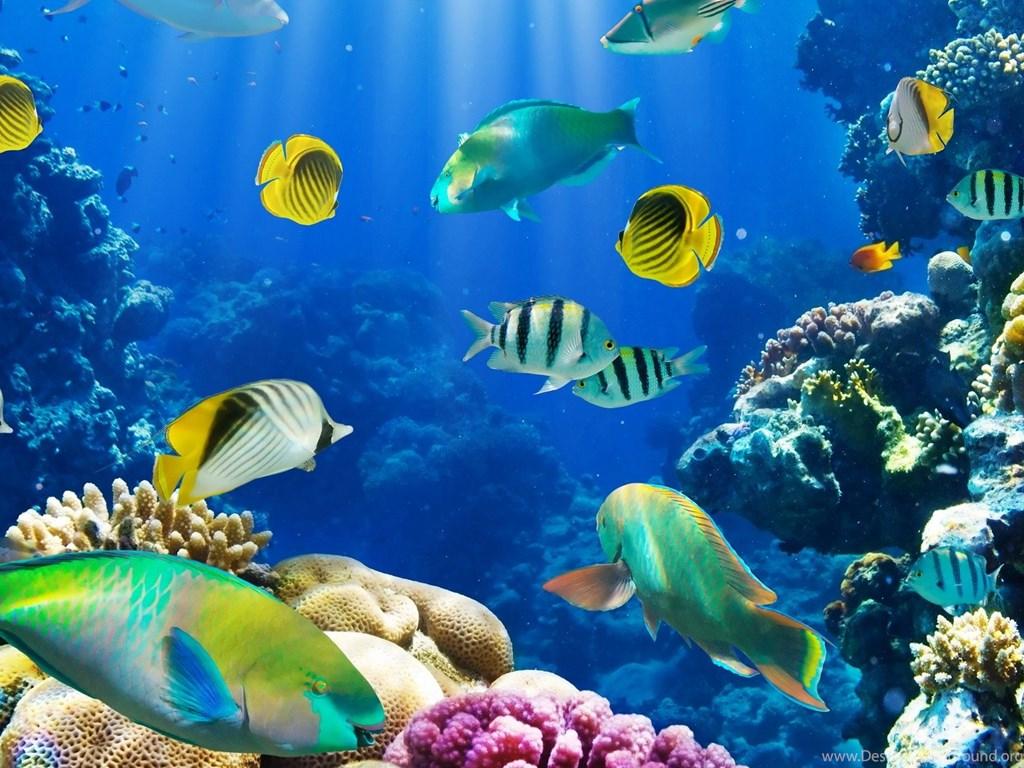 Aquarium Wallpapers 2K Free Download Desk 4K Backgrounds