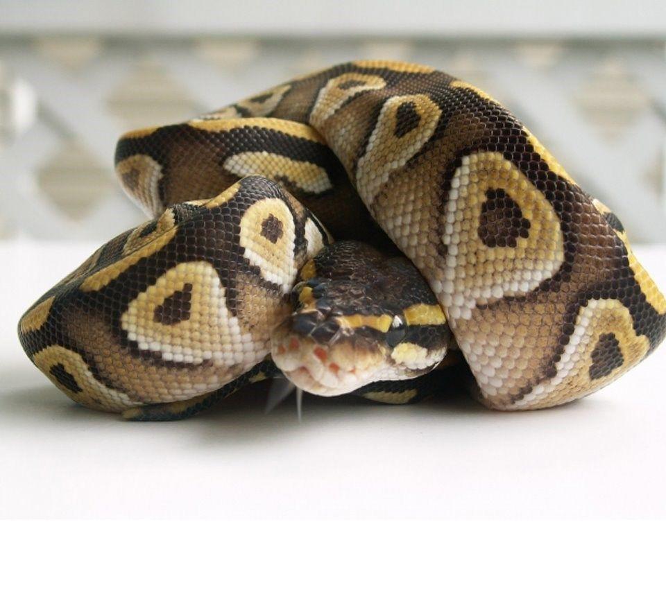 Ball Python Wallpapers 2K Wallpaper Backgrounds Of Your Choice
