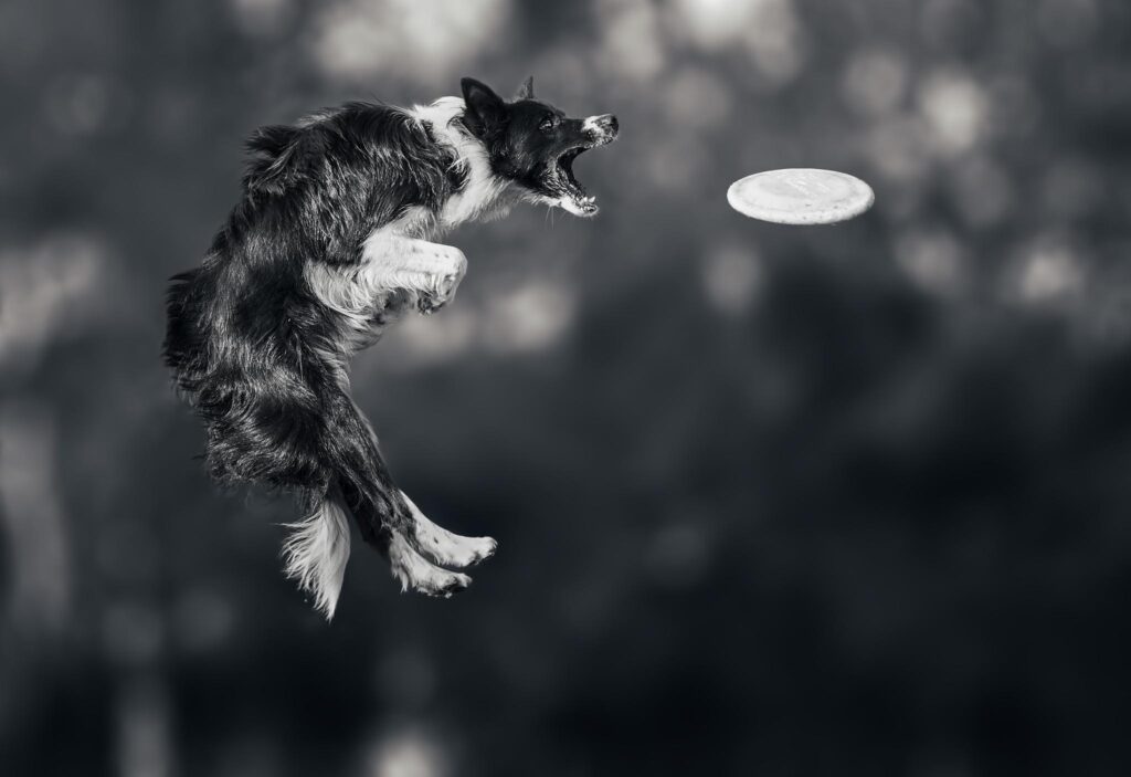 Picture Border Collie Dogs Frisbee Jump Animals