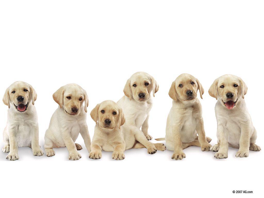 Pictures Of Labrador Pups Wallpapers