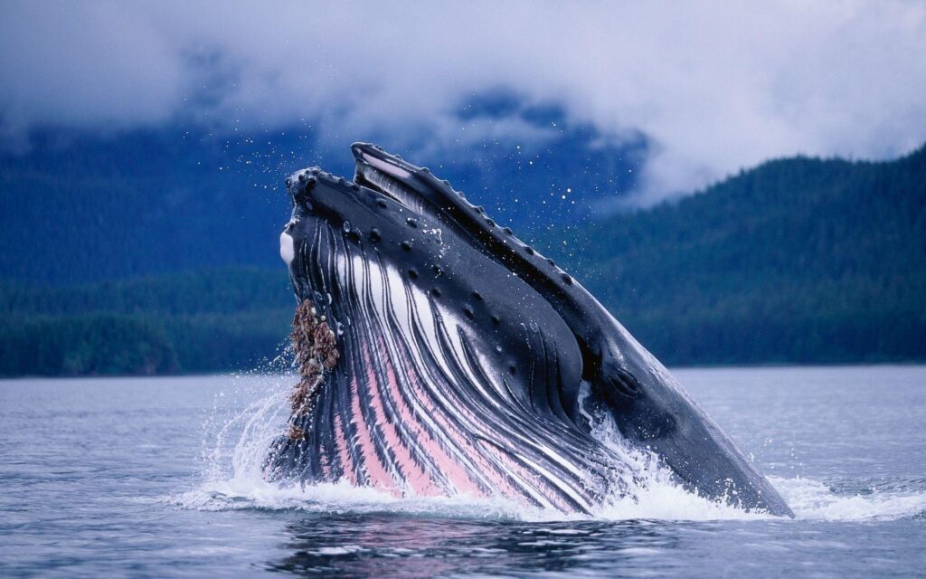 Humpback whales in Alaska Wallpapers