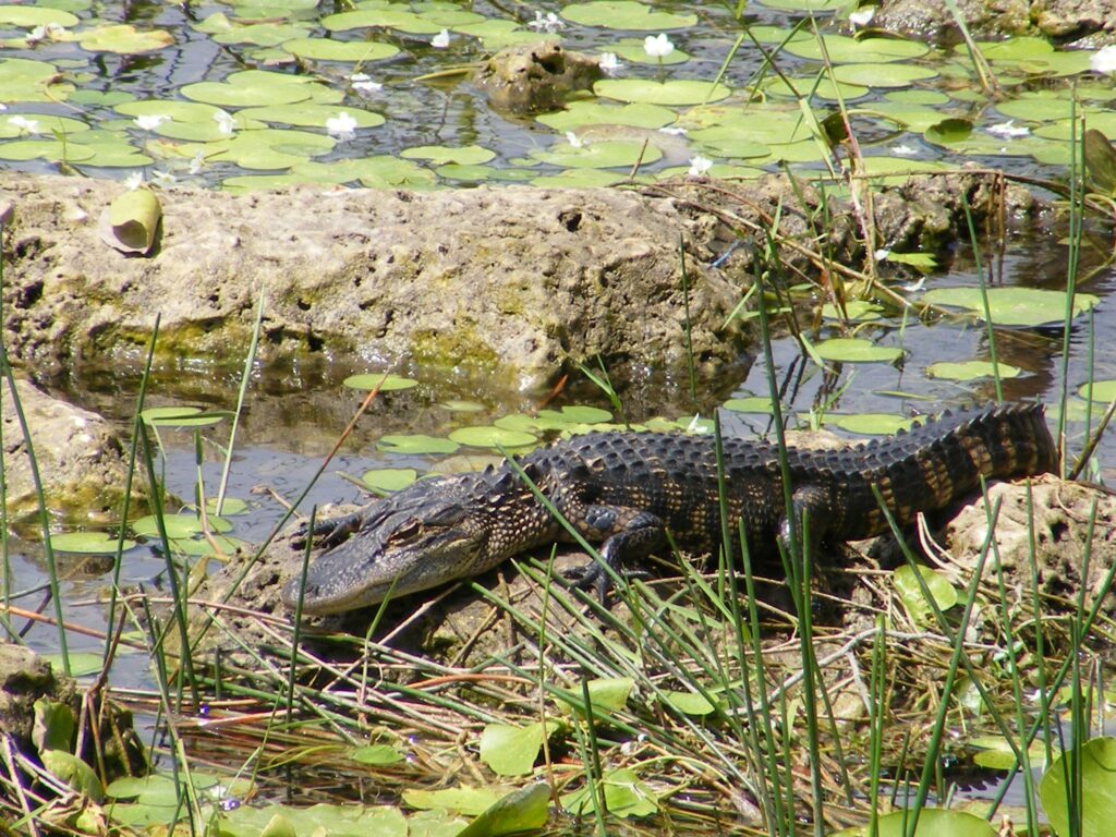 Big Crocodilian Alligator in Everglades National Park Florida US