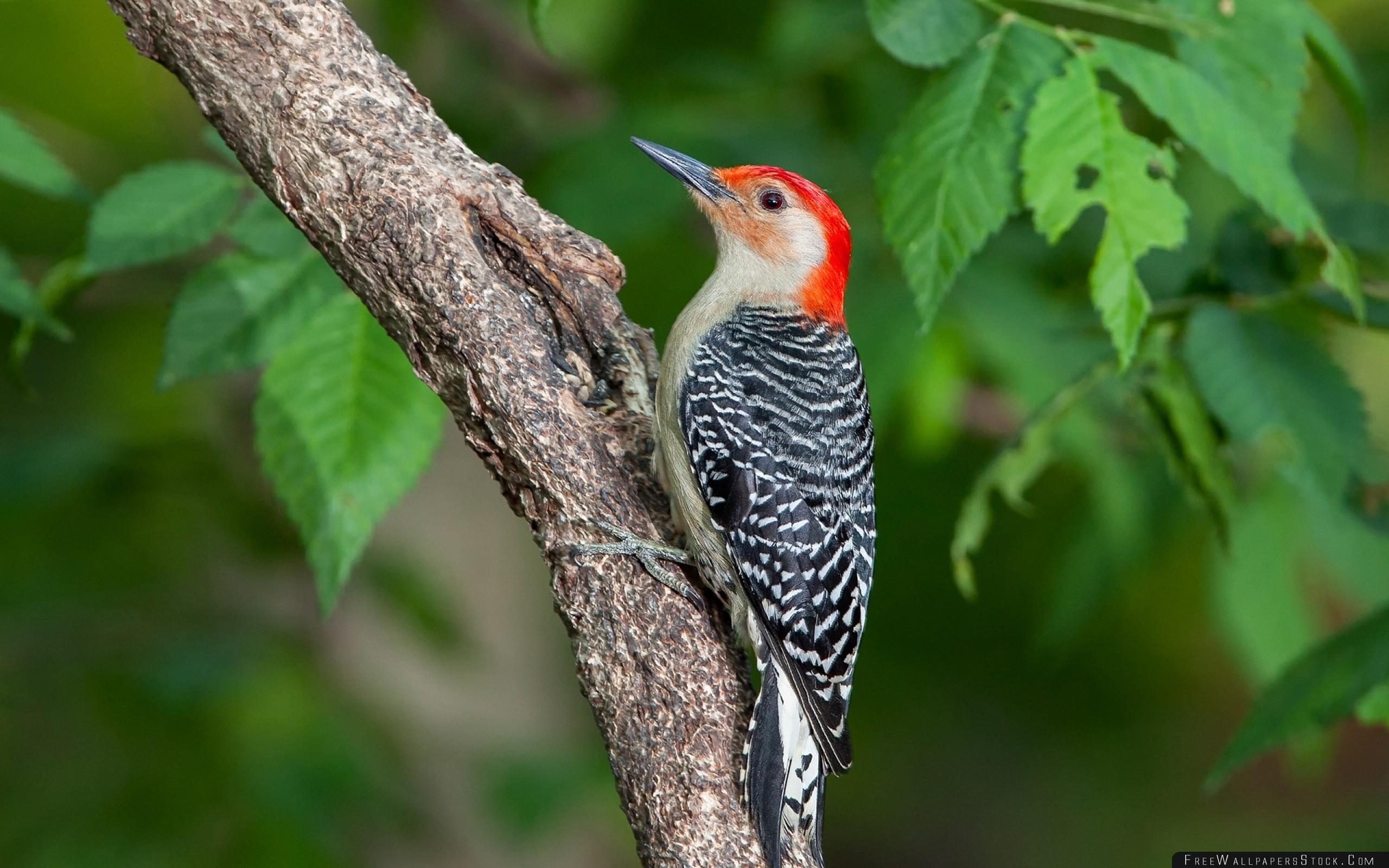 Woodpecker Bird Branch Leaves Wallpapers