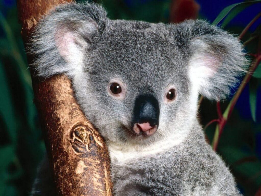 Koala Wallpapers