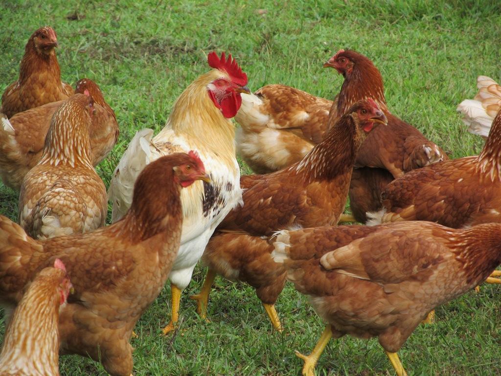 Pictures of roosters and chickens
