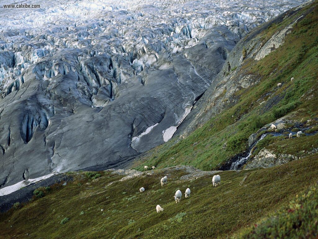 Nature Mountain Goats Kenai Fjords National Park Alaska, picture