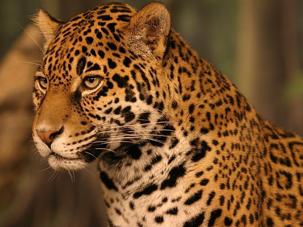 Jaguar Wallpapers Download