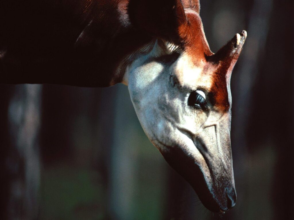 Male Okapi