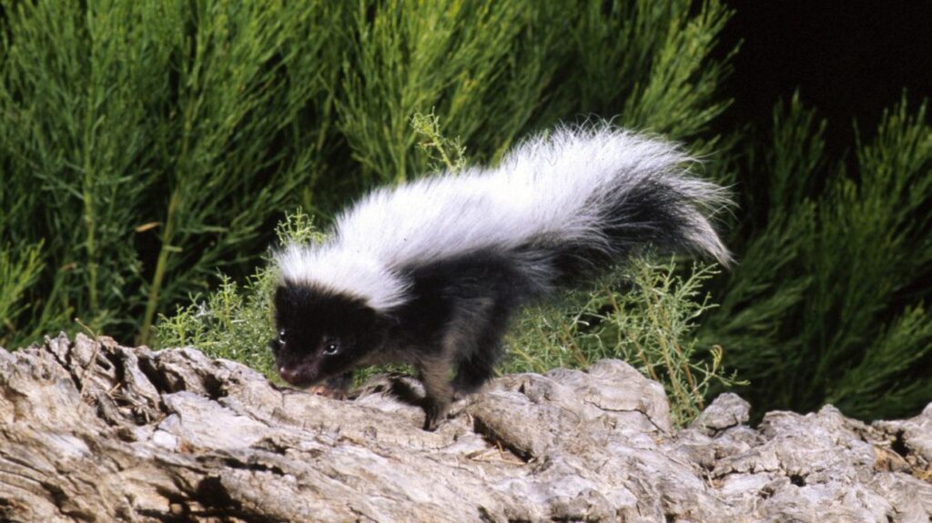 Why You Are Smelling Skunks This Week – Cool Green Science