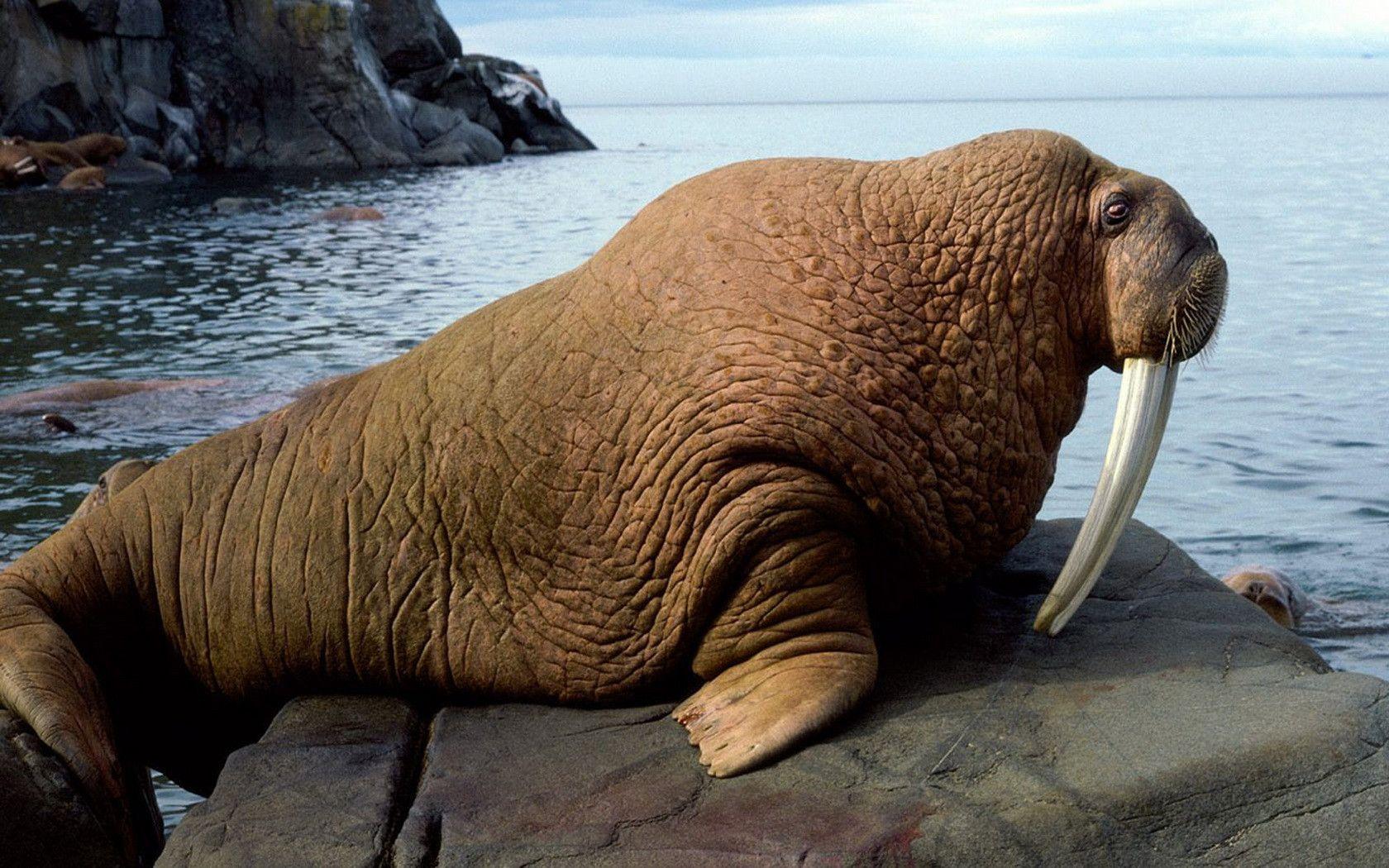 Walrus Wallpapers