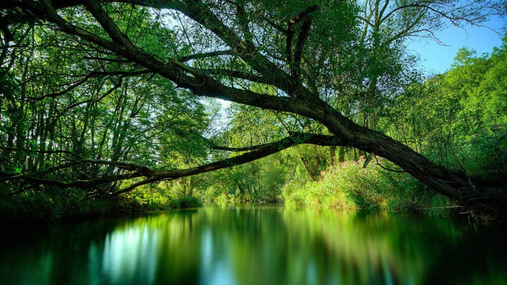 Wallpapers For – Amazon Forest Wallpapers Hd