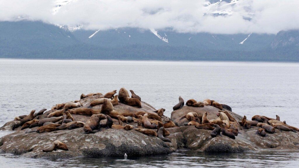 Glacier Bay National Park Pictures View Photos & Wallpaper of