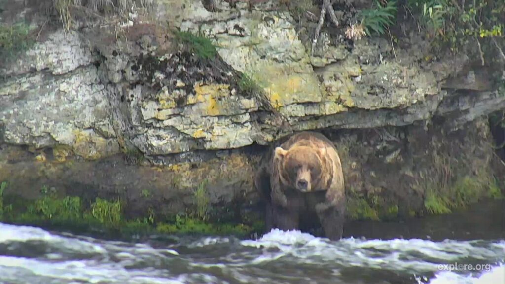 I’m watching on explore, streaming live from Katmai