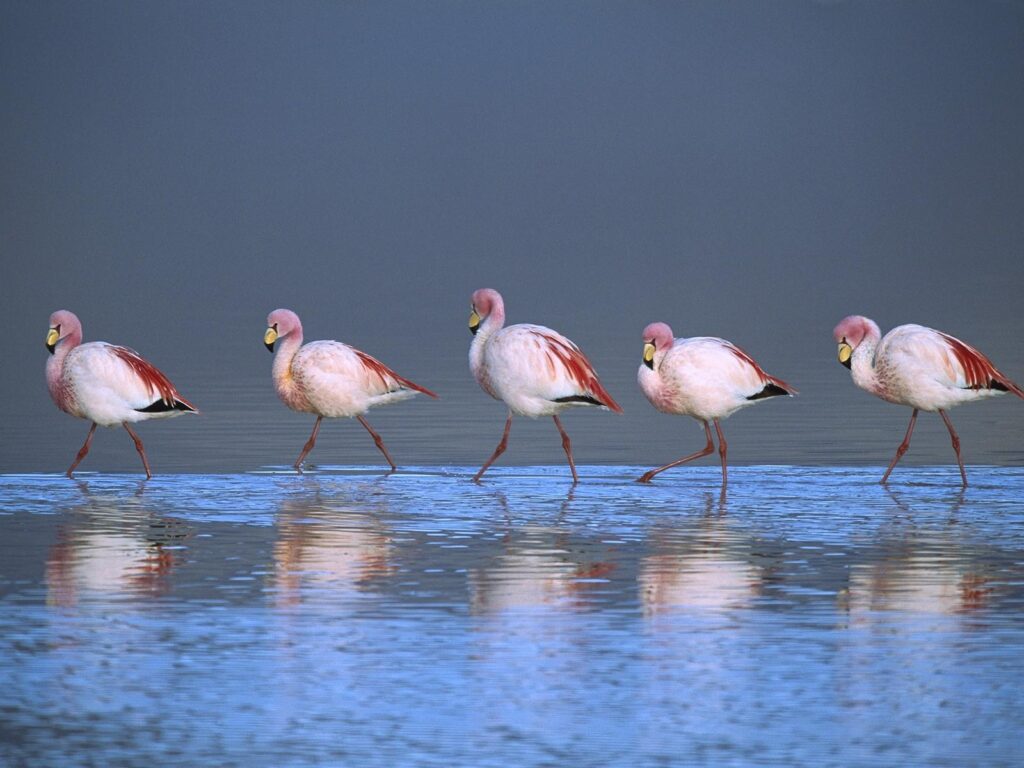 Puna Flamingoes Laguna Colorada Bolivia