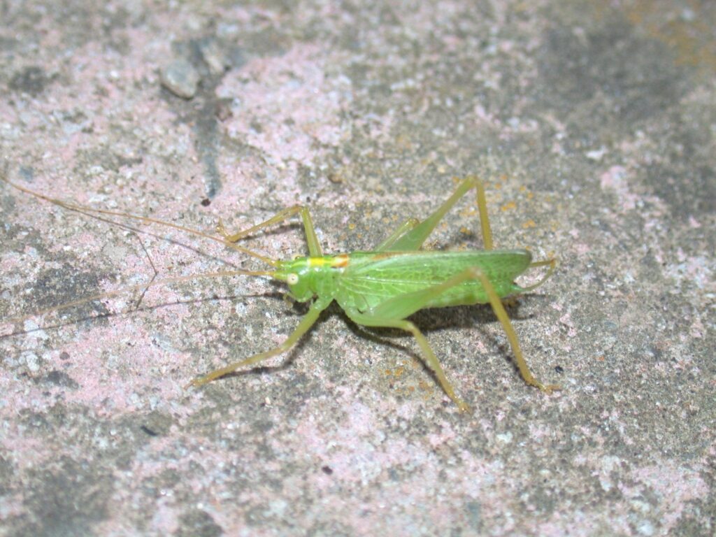 Bush crickets – A Dartmoor blog