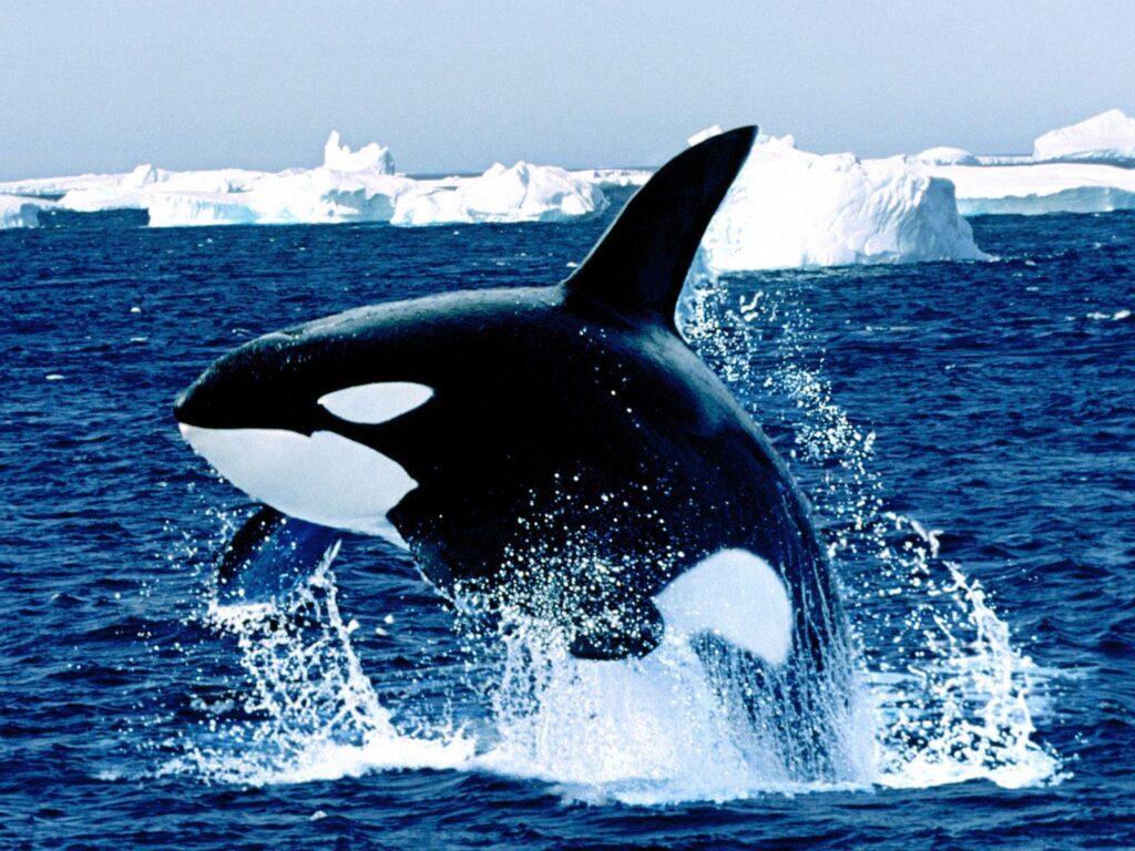 Emerging orca killer whale free desk 4K backgrounds