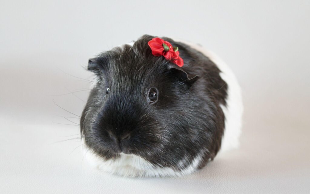 Guinea Pig 2K Wallpapers and Backgrounds