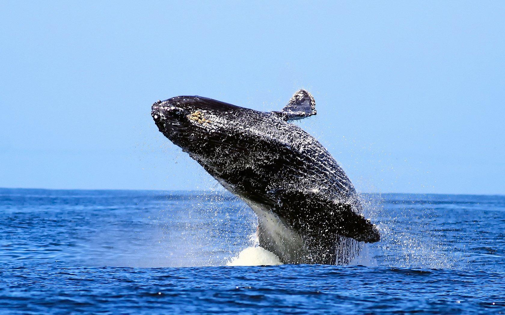 Humpback Whale 2K Wallpapers