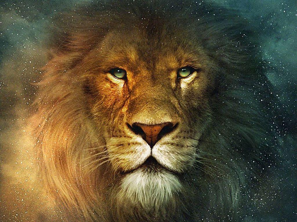 Lion backgrounds wallpapers hd
