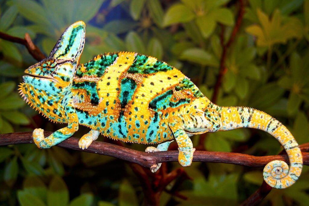 Chameleons Reptile Photos Free 2K Wallpapers Download