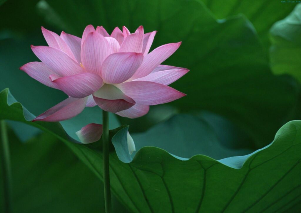 Cute Pink Lotus Flower Wallpapers for Computer HD