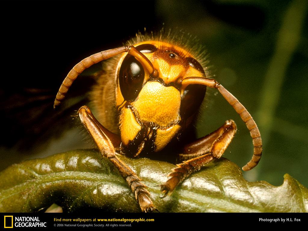 Best Hornet Wallpapers on HipWallpapers