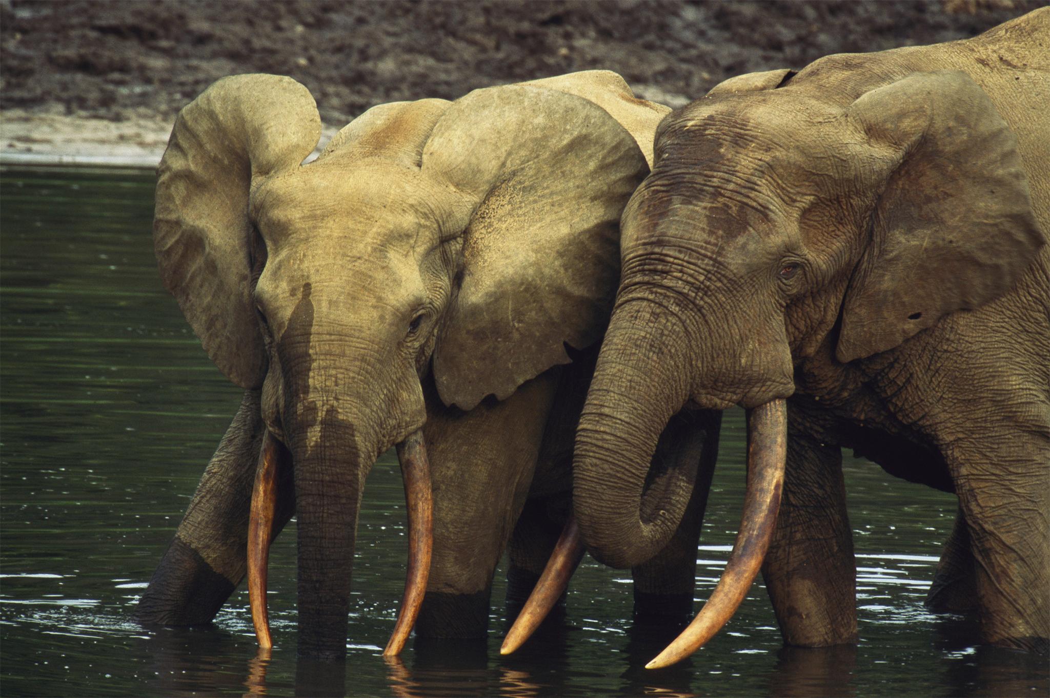 African Elephant Animals 2K Wallpapers