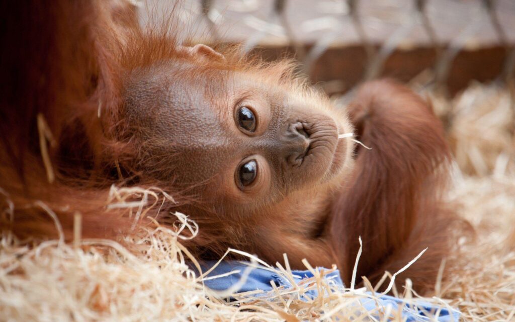 Orangutan backround free