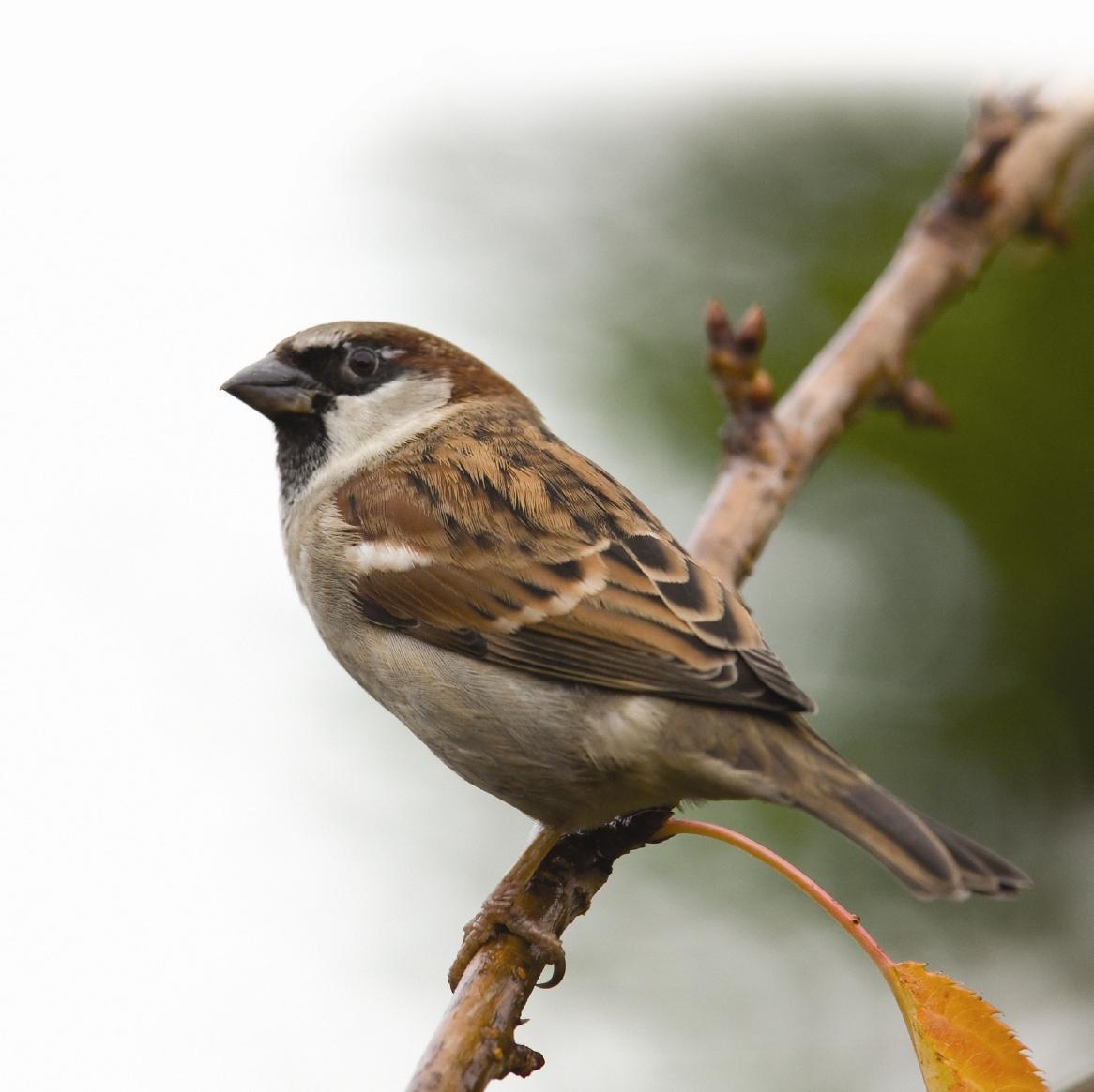 Animals Sparrow px – % Quality 2K Wallpapers