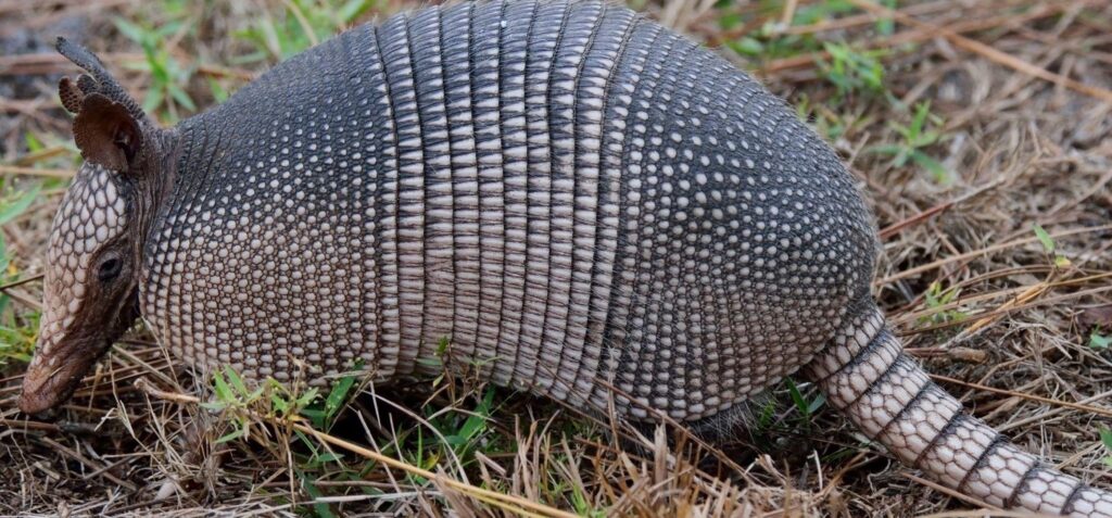 Best Armadillo Wallpapers on HipWallpapers