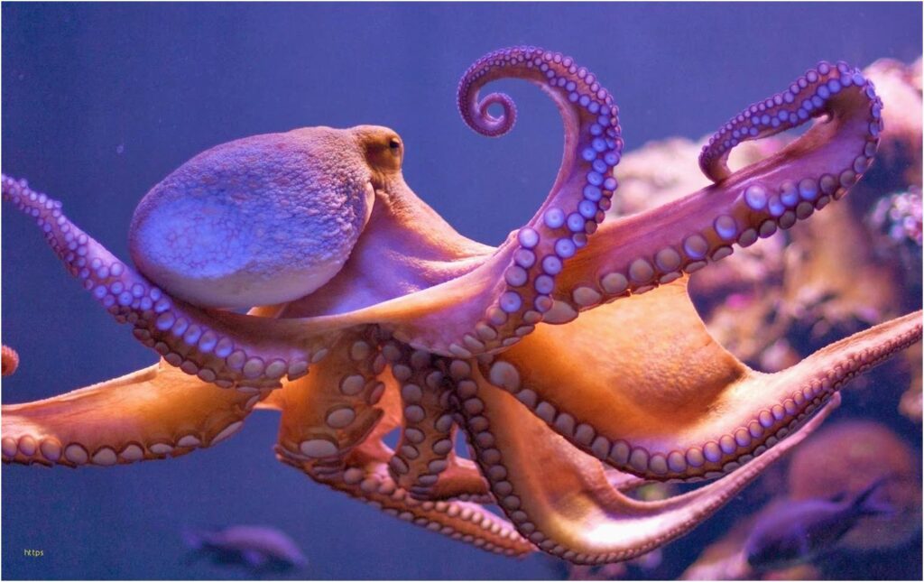 Octopus Wallpapers Unique Octopus • Meh – The Best Wallpapers Collection