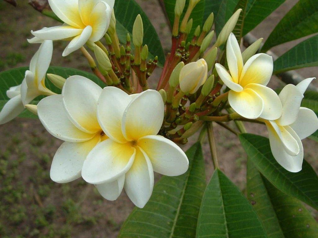 White Yellow Flowers Cool Wallpapers