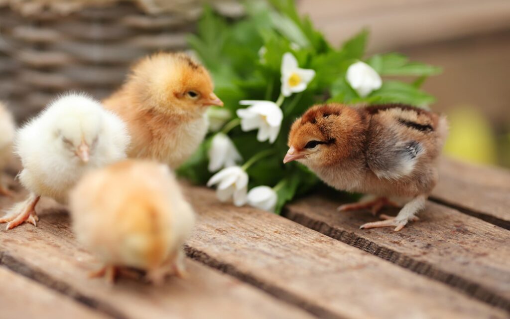 Download wallpapers Chickens, small birds, spring, cute