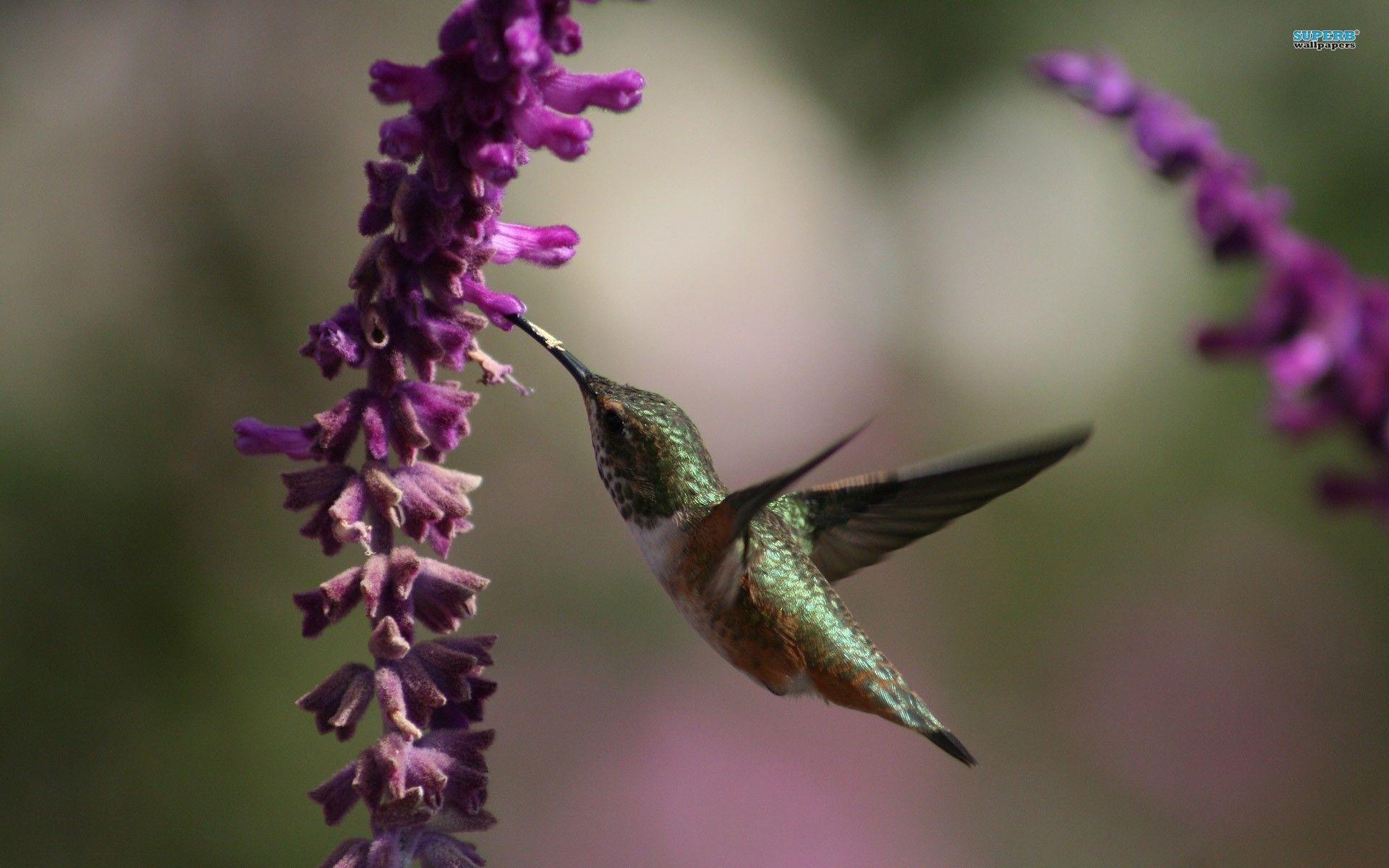 Wallpapers For > Hummingbird Wallpapers