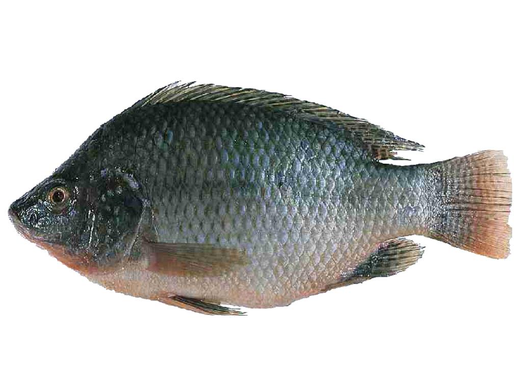 Tilapia Fish Characteristics, types, breeding and more