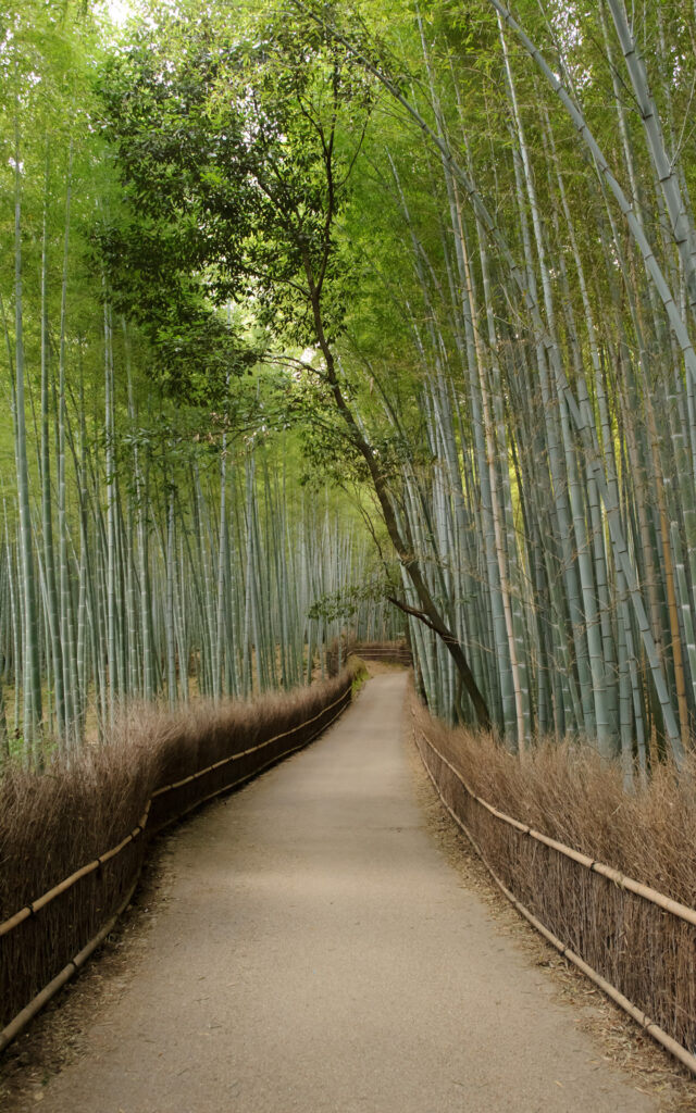 Jeffrey Friedl’s Blog » Mike Bennett’s Last Day in Kyoto Arashiyama