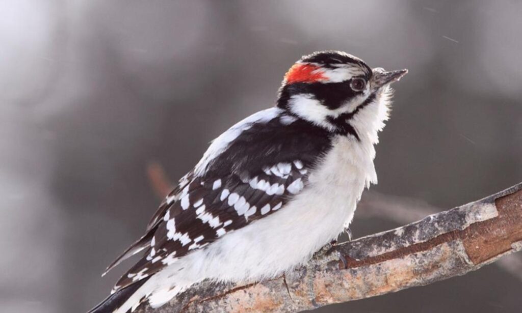 Woodpecker Wallpapers for Android