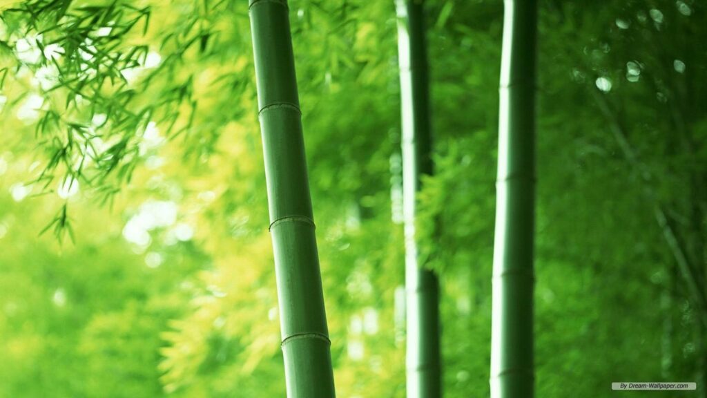 Bamboo forest wallpapers Group with items