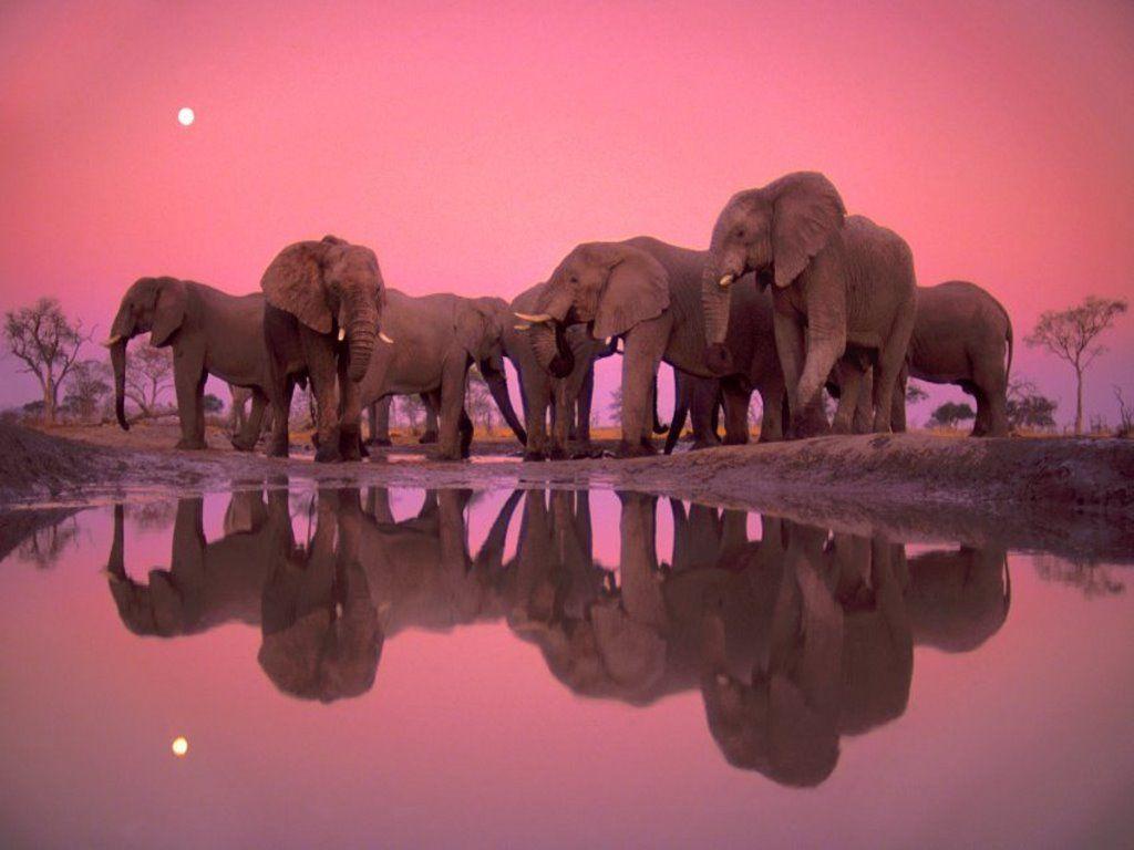 Wallpapers For – Colorful Elephant Wallpapers